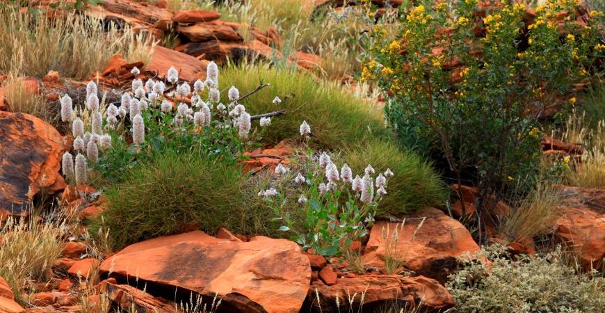 Fall Community Mental Health Botanical Tour - October 18, 2026